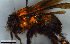  ( - MECN_EN_HYM_7466)  @11 [ ] CC-BY-NC-ND (2024) INABIO INABIO