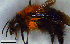  ( - MECN_EN_HYM_7470)  @11 [ ] CC-BY-NC-ND (2024) INABIO INABIO