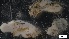  ( - G21-SW11-E077)  @11 [ ] C (2022) Unspecified Biologica Environmental Services