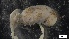  ( - G21-SW11-E078)  @11 [ ] C (2022) Unspecified Biologica Environmental Services