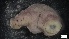  ( - G21-SW14-E081)  @11 [ ] C (2022) Unspecified Biologica Environmental Services