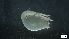  ( - G21-SE4-A92)  @11 [ ] C (2022) Unspecified Biologica Environmental Services