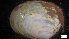  ( - G21-SE4-M091)  @11 [ ] C (2022) Unspecified Biologica Environmental Services