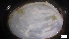  ( - G21-SE4-M091)  @11 [ ] C (2022) Unspecified Biologica Environmental Services