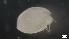  (Philomedes - G21-SW2-A150)  @11 [ ] C (2022) Unspecified Biologica Environmental Services