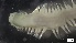  ( - G21-X-P215)  @11 [ ] C (2172) Unspecified Biologica Environmental Services