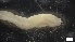  ( - G21-X-P401)  @11 [ ] C (2407) Unspecified Biologica Environmental Services