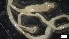 ( - G21-X-P402)  @11 [ ] C (2410) Unspecified Biologica Environmental Services