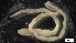  ( - G21-X-P404)  @11 [ ] C (2416) Unspecified Biologica Environmental Services