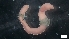  ( - MV17-1-7-MI88)  @11 [ ] C (2022) Unspecified Unspecified