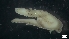  (Lineus sp - MV17-15-7-MI82)  @11 [ ] C (2022) Unspecified Unspecified