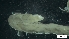  ( - MV19-x-MI125)  @11 [ ] C (2022) Unspecified Unspecified