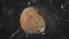  ( - MV21-IO-M010)  @11 [ ] C (2022) Unspecified Biologica Environmental Services