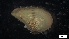  ( - MV21-IO-M111)  @11 [ ] C (2022) Unspecified Biologica Environmental Services