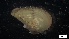  ( - MV21-IO-M111)  @11 [ ] C (2022) Unspecified Biologica Environmental Services