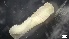  ( - MV21-IO-P029)  @11 [ ] C (2540) Unspecified Biologica Environmental Services