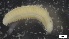  ( - MV21-IO-P242)  @11 [ ] C (2022) Unspecified Biologica Environmental Services