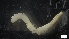  ( - MV21-IO-P328)  @11 [ ] C (2022) Unspecified Biologica Environmental Services
