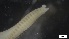  ( - MV21-IO-P328)  @11 [ ] C (2022) Unspecified Biologica Environmental Services
