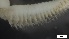  ( - MV21-IO-P328)  @11 [ ] C (2022) Unspecified Biologica Environmental Services