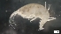  ( - MV21-LG-A153)  @11 [ ] C (2022) Unspecified Biologica Environmental Services
