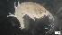  ( - MV21-LG-A153)  @11 [ ] C (2022) Unspecified Biologica Environmental Services