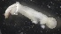  ( - MV21-LG-M027)  @11 [ ] C (2022) Unspecified Biologica Environmental Services