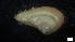  ( - MV21-LG-M112)  @11 [ ] C (2022) Unspecified Biologica Environmental Services