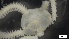  ( - MV21-LG-E025)  @11 [ ] C (2022) Unspecified Biologica Environmental Services