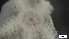  ( - MV21-LG-E025)  @11 [ ] C (2022) Unspecified Biologica Environmental Services