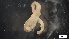  ( - MV21-LG-P030)  @11 [ ] C (2022) Unspecified Biologica Environmental Services