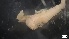  ( - MV21-LG-P031)  @11 [ ] C (2022) Unspecified Biologica Environmental Services