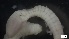  ( - MV21-LG-P225)  @11 [ ] C (2022) Unspecified Biologica Environmental Services