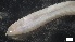  ( - S21-BB-P231)  @11 [ ] C (2022) Unspecified Biologica Environmental Services