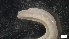  ( - S21-BB-P231)  @11 [ ] C (2022) Unspecified Biologica Environmental Services