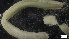 ( - S21-GB-P128)  @11 [ ] C (2022) Unspecified Biologica Environmental Services