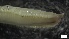  ( - S21-GB-P128)  @11 [ ] C (2022) Unspecified Biologica Environmental Services
