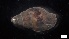  ( - S21-MA-M102)  @11 [ ] C (2022) Unspecified Biologica Environmental Services