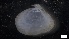  ( - S21-RW-M094)  @11 [ ] C (2022) Unspecified Biologica Environmental Services