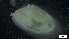  ( - S21-RW-M144)  @11 [ ] C (2022) Unspecified Biologica Environmental Services