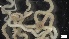  ( - S21-RW-E026)  @11 [ ] C (2022) Unspecified Biologica Environmental Services
