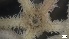  ( - S21-RW-E026)  @11 [ ] C (2022) Unspecified Biologica Environmental Services