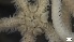  ( - S21-RW-E026)  @11 [ ] C (2022) Unspecified Biologica Environmental Services