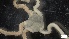  ( - S21-RW-E027)  @11 [ ] C (2022) Unspecified Biologica Environmental Services