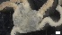  ( - S21-RW-E027)  @11 [ ] C (2022) Unspecified Biologica Environmental Services