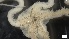  ( - S21-RW-E027)  @11 [ ] C (2022) Unspecified Biologica Environmental Services