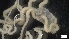  ( - S21-RW-E028)  @11 [ ] C (2022) Unspecified Biologica Environmental Services