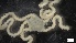  ( - S21-RW-E029)  @11 [ ] C (2022) Unspecified Biologica Environmental Services