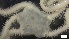  ( - S21-RW-E029)  @11 [ ] C (2022) Unspecified Biologica Environmental Services