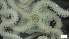  ( - S21-RW-E029)  @11 [ ] C (2022) Unspecified Biologica Environmental Services